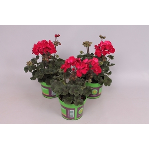 Pelargonium zonale Tango Velvet Red