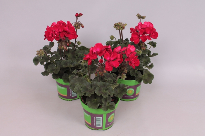 Pelargonium zonale Tango Velvet Red