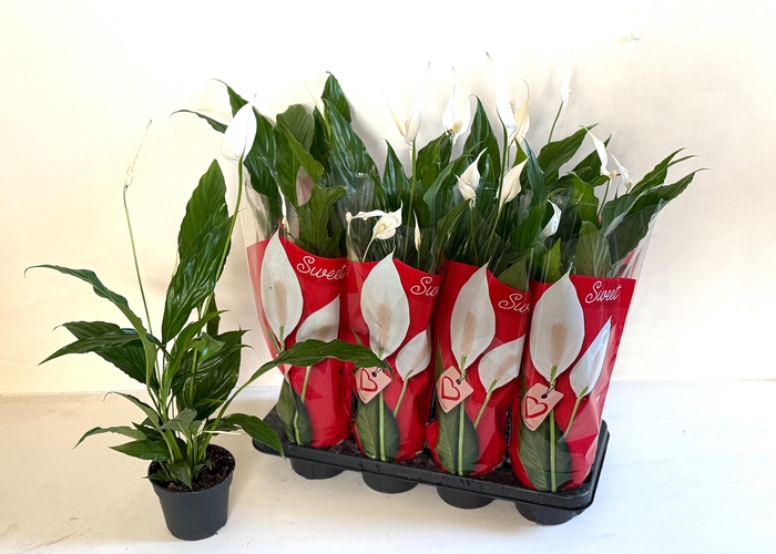 <h4>SPATH SWEET CHICO</h4>