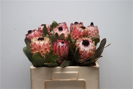 Protea Barbigera