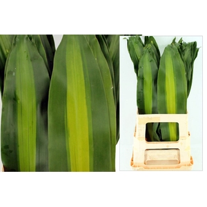 Dracena Massangeana Bont 72cm