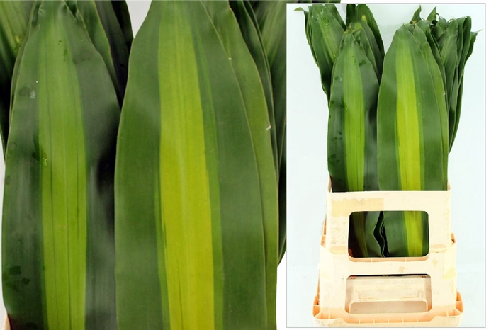 <h4>Dracena Massangeana Bont 72cm</h4>