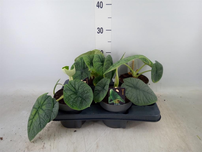 <h4>Alocasia   ...</h4>