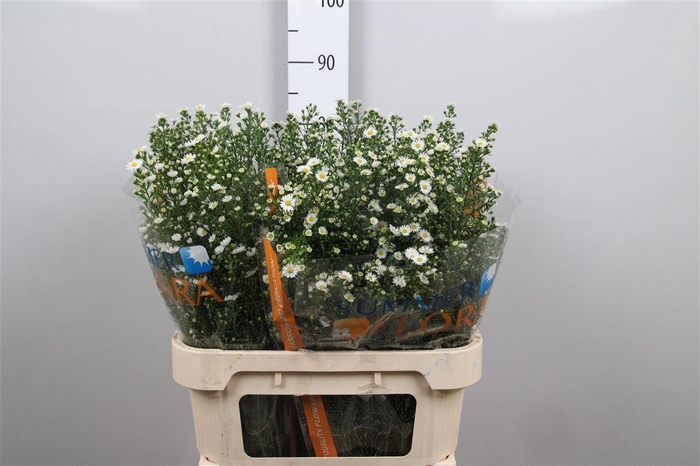 <h4>Ast Paquita</h4>