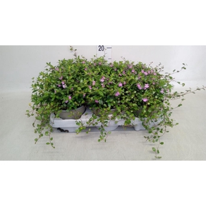 Cuphea hyssop.   ...mix /pot