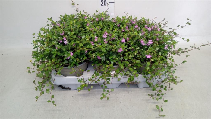 <h4>Cuphea hyssop. ...mix /pot</h4>