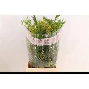 ACACIA BAILEYA BL BS