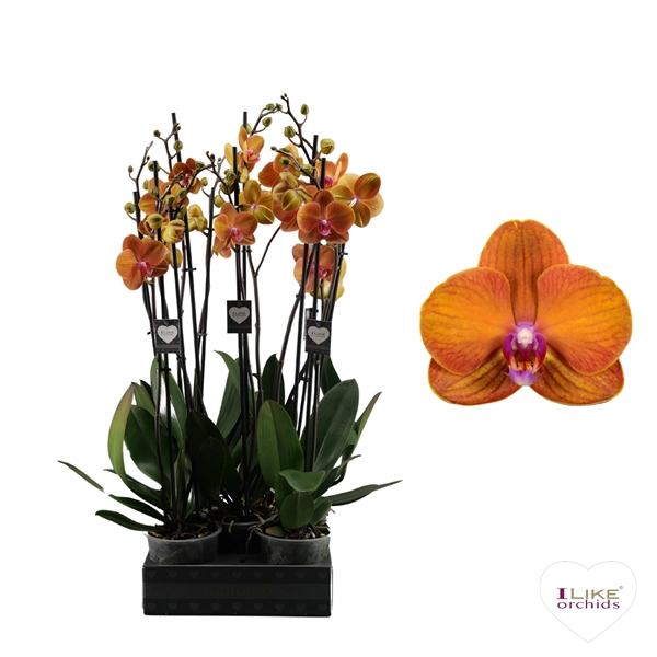 <h4>Phalaenopsis Bologna - 2 tak 70cm</h4>