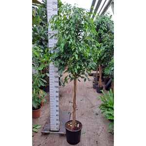 Ficus benja. 'Exotica'