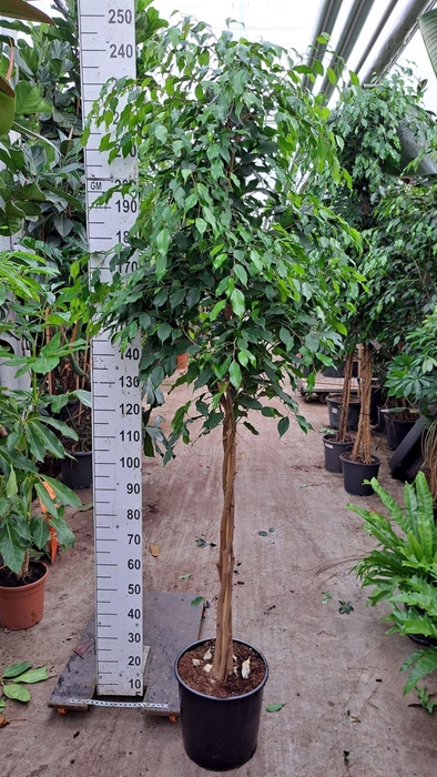 <h4>Ficus benja. 'Exotica'</h4>