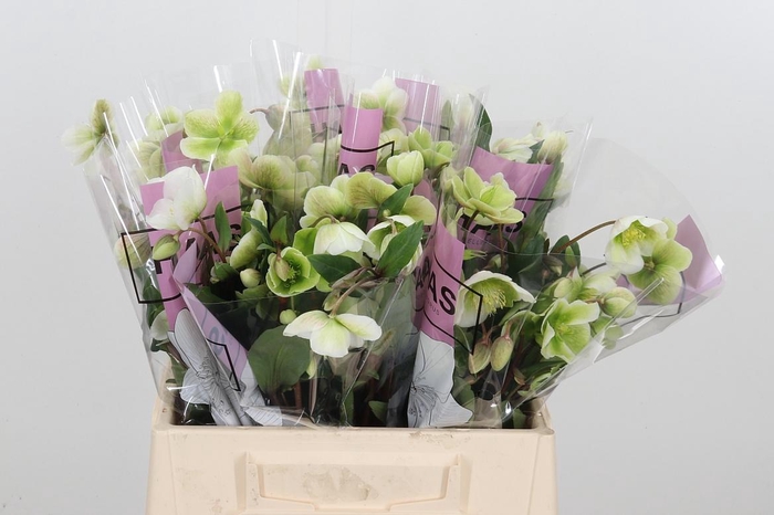 <h4>Helleb Magnif Bells</h4>