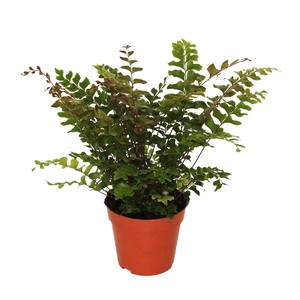 Didymochlaena Truncatula (Mahogany Fern)