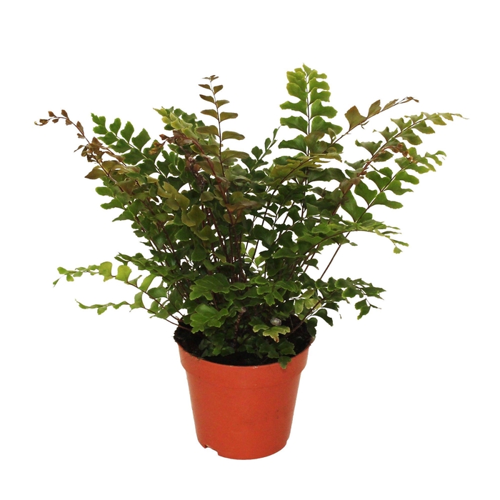<h4>Didymochlaena Truncatula (Mahogany Fern)</h4>