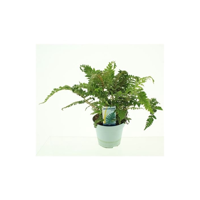 <h4>Polystichum Polyblepharum 'jade'</h4>