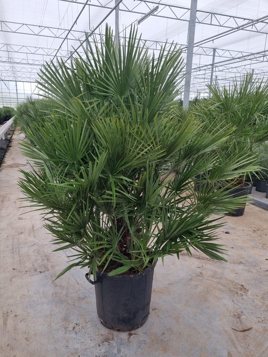 <h4>Chamaerops humilis</h4>