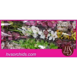 CYMB T GEMENGD 60 CM