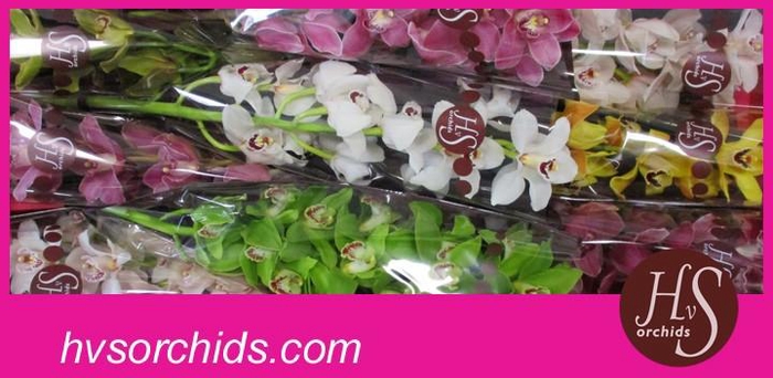 <h4>CYMB T GEMENGD 60 CM</h4>