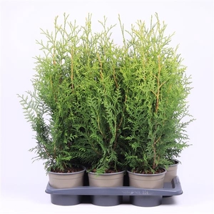 Thuja occidentalis 'Brabant'
