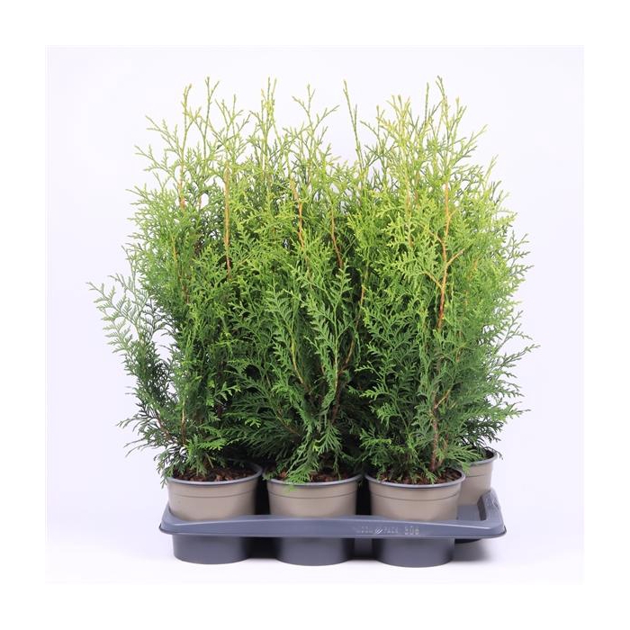 <h4>Thuja occidentalis 'Brabant'</h4>
