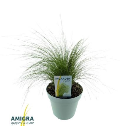 Stipa Tenuifolia Pony Tails