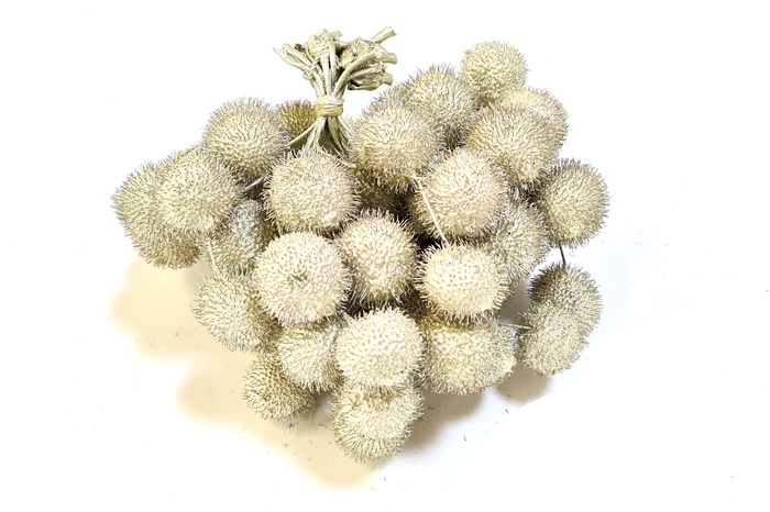Small ball per bunch in poly Pearl Mint Green