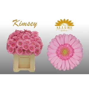 Gerbera mini 'Kimsey' fust 555