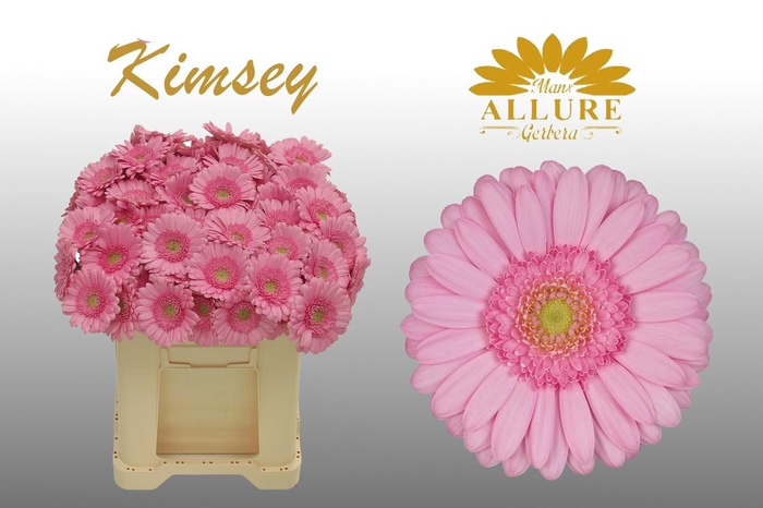 <h4>Gerbera mini 'Kimsey' fust 555</h4>