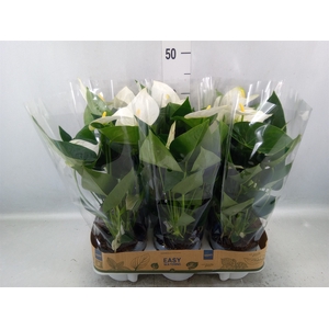 Anthurium  'Karma White'