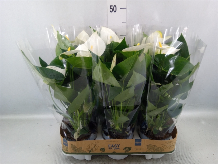 <h4>Anthurium  'Karma White'</h4>