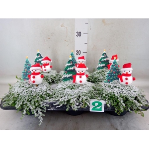 Soleirolia soleirolii   ...green