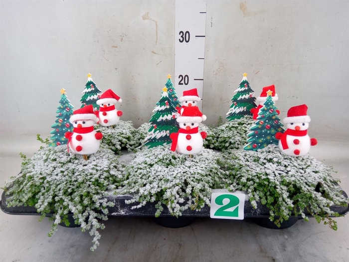 <h4>Soleirolia soleirolii ...green</h4>