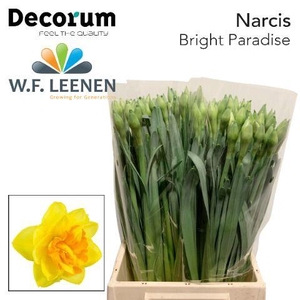 Narcissus Bright Paradise 566