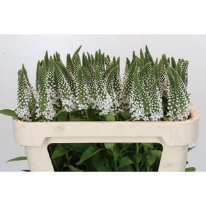 Lysimachia Moonlight