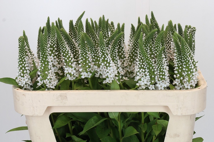 <h4>Lysimachia Moonlight</h4>