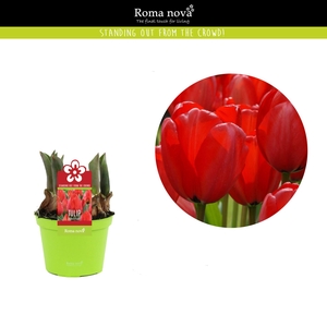 Tulipa overig