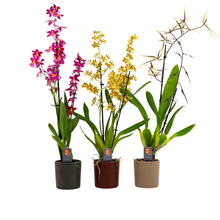 <h4>Inca Cambria mix 2 spike XL in Eva ceramics</h4>