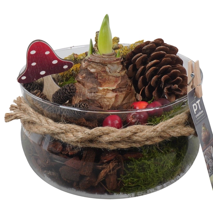 <h4>Arr.  Hippeastrum  L%</h4>