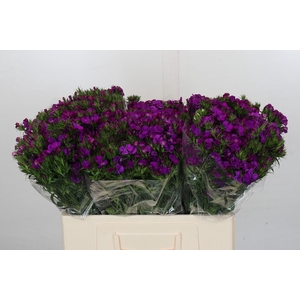 Dianthus Br Amazon Neon Purple
