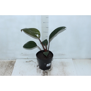 PHILODENDRON ROJO CONGO P17