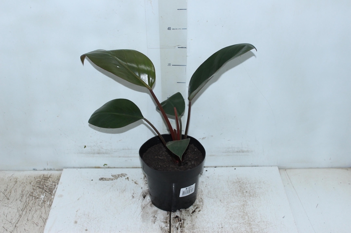 <h4>PHILODENDRON ROJO CONGO P17</h4>