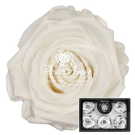 Xl Whi01