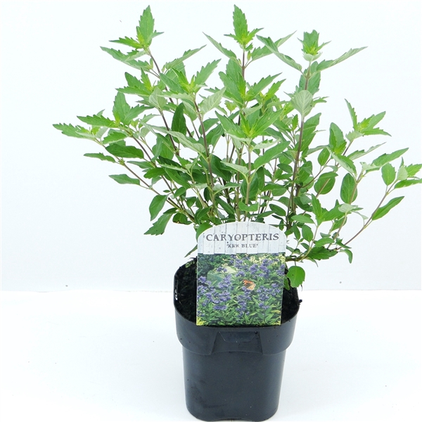 <h4>Caryopteris cland. Kew Blue</h4>