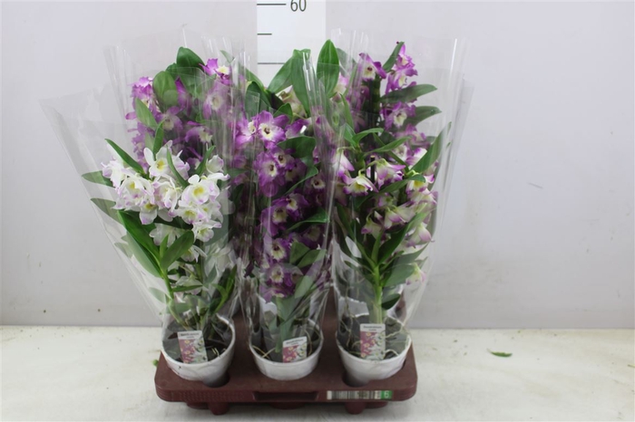 <h4>Dendrobium Nobilee Mix 2 Tak</h4>