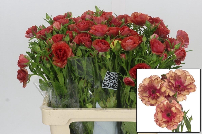 <h4>RAN BUTTERFLY MUSA</h4>