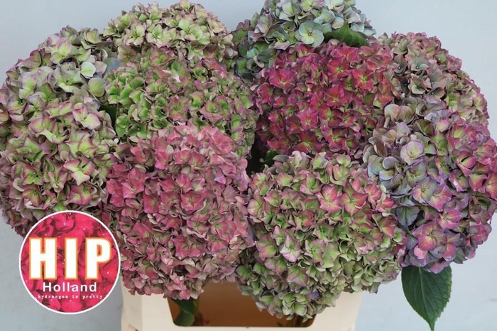 <h4>HYDR M CH RODEO CL</h4>