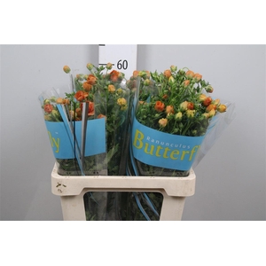 Ran Butterfly Minoan