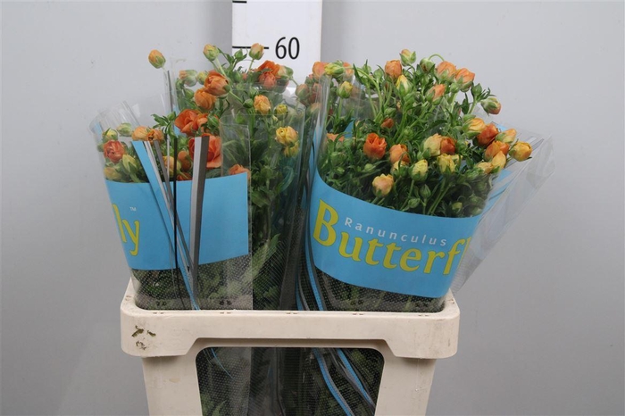 <h4>Ran Butterfly Minoan</h4>