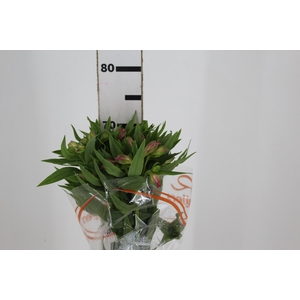 ALSTROEMERIA NIKITA 070 CM