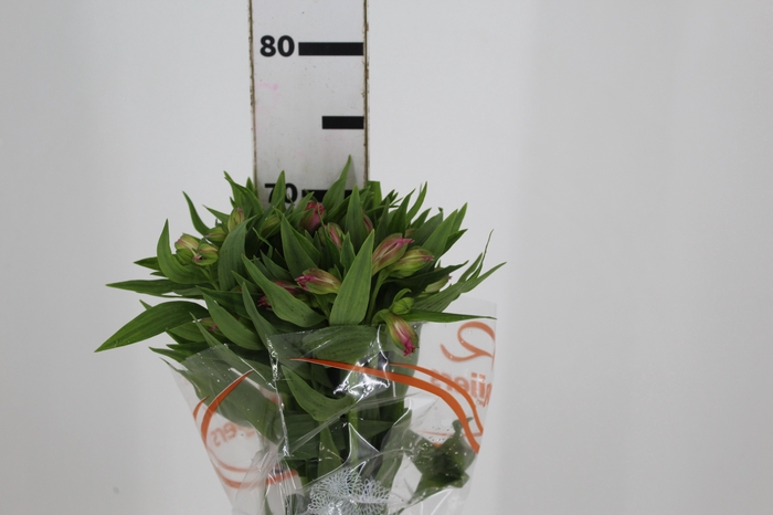 <h4>ALSTROEMERIA NIKITA 070 CM</h4>