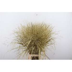 Siergras Panicum Kbh Gold P Stem